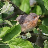 Curruca subalpina